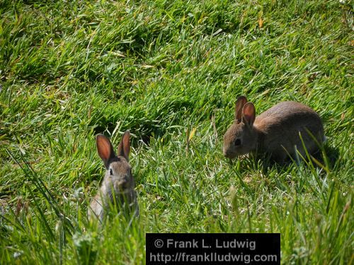 Rabbits in Carrowmore